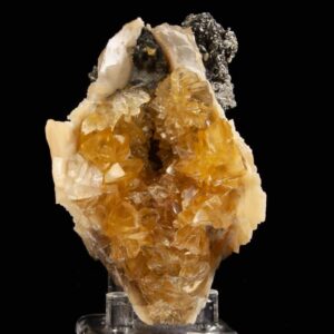 Calcite in Mercenaria Shell (Fluorescent)