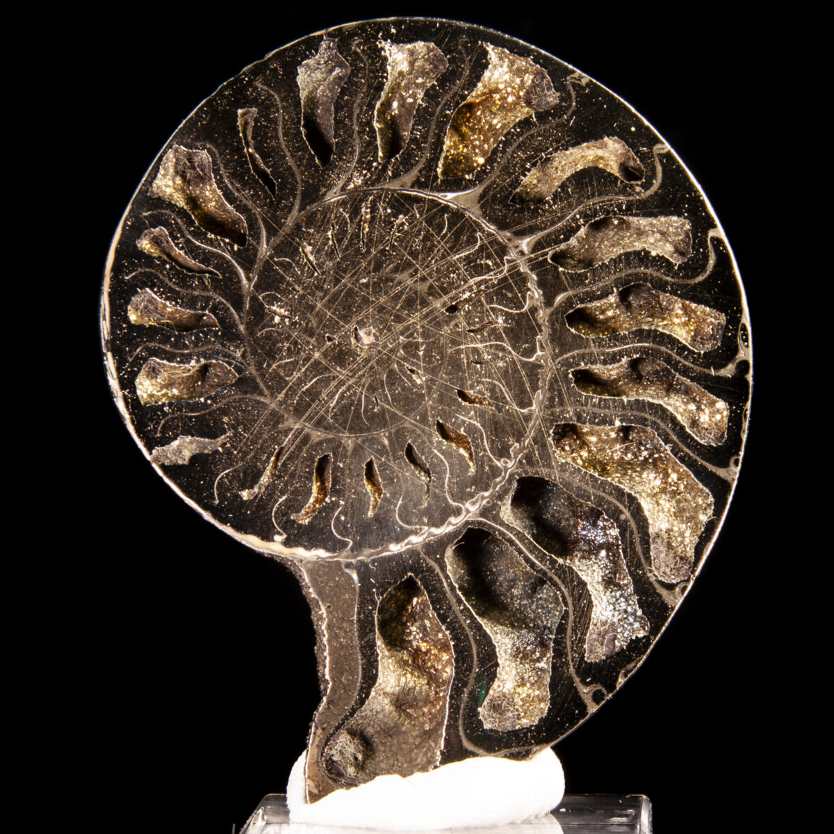 Pyritized Ammonite (Quenstedtoceras sp.)