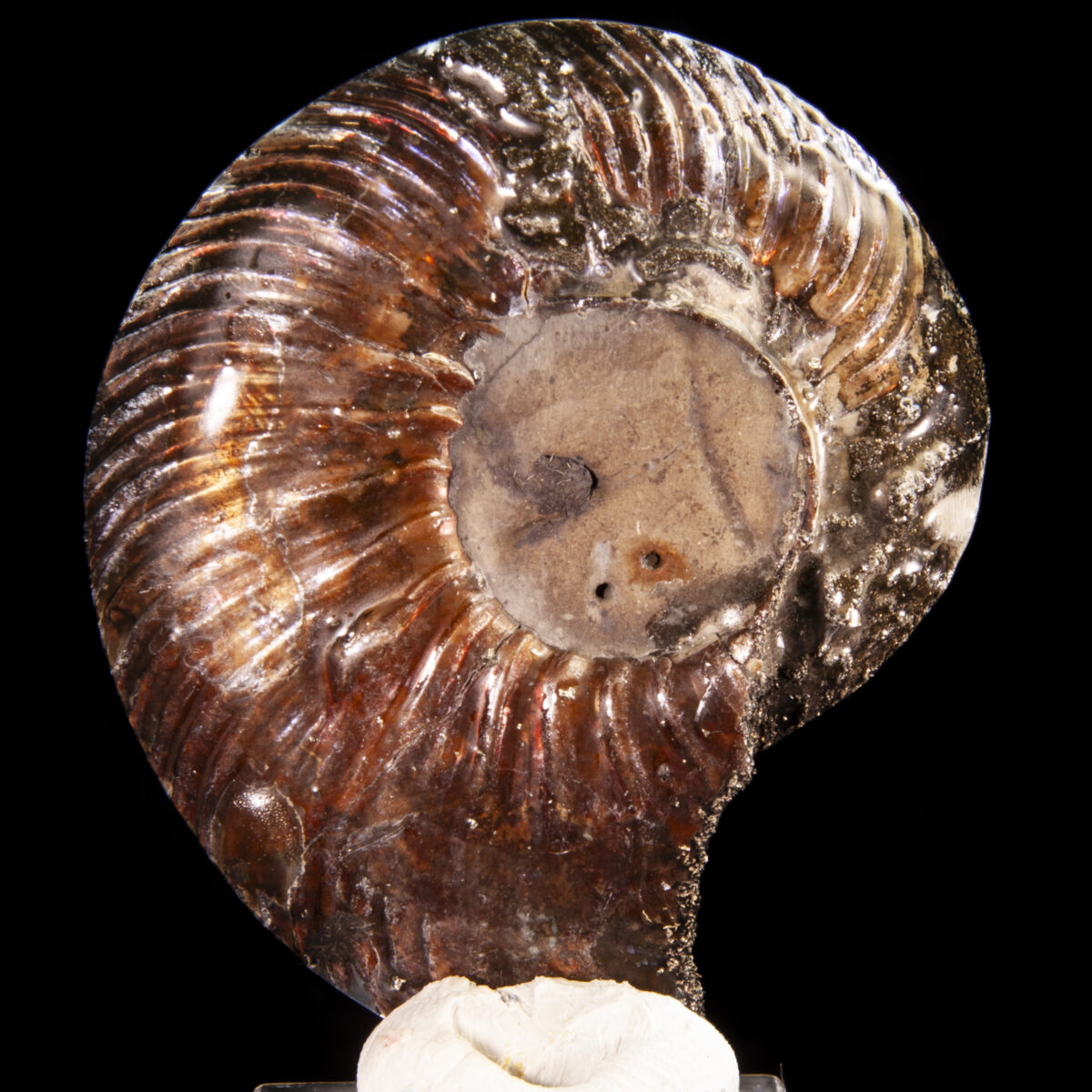 Pyritized Ammonite (Quenstedtoceras sp.)