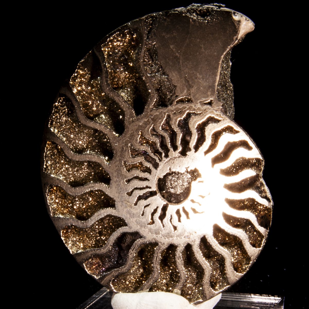 Pyritized Ammonite (Quenstedtoceras sp.)