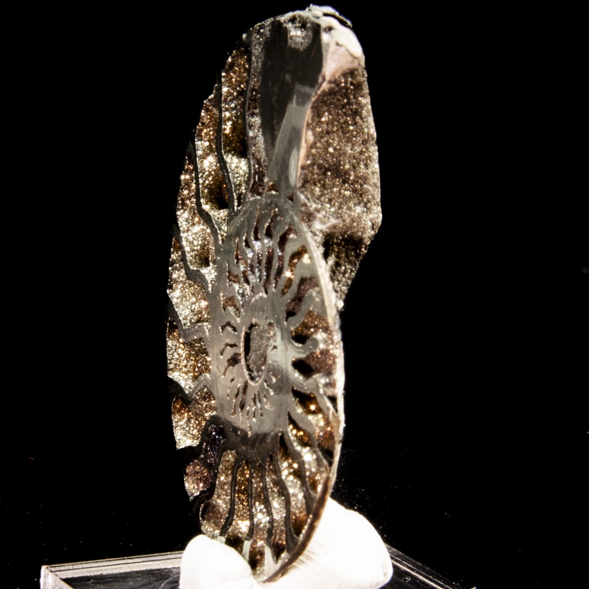 Pyritized Ammonite (Quenstedtoceras sp.)