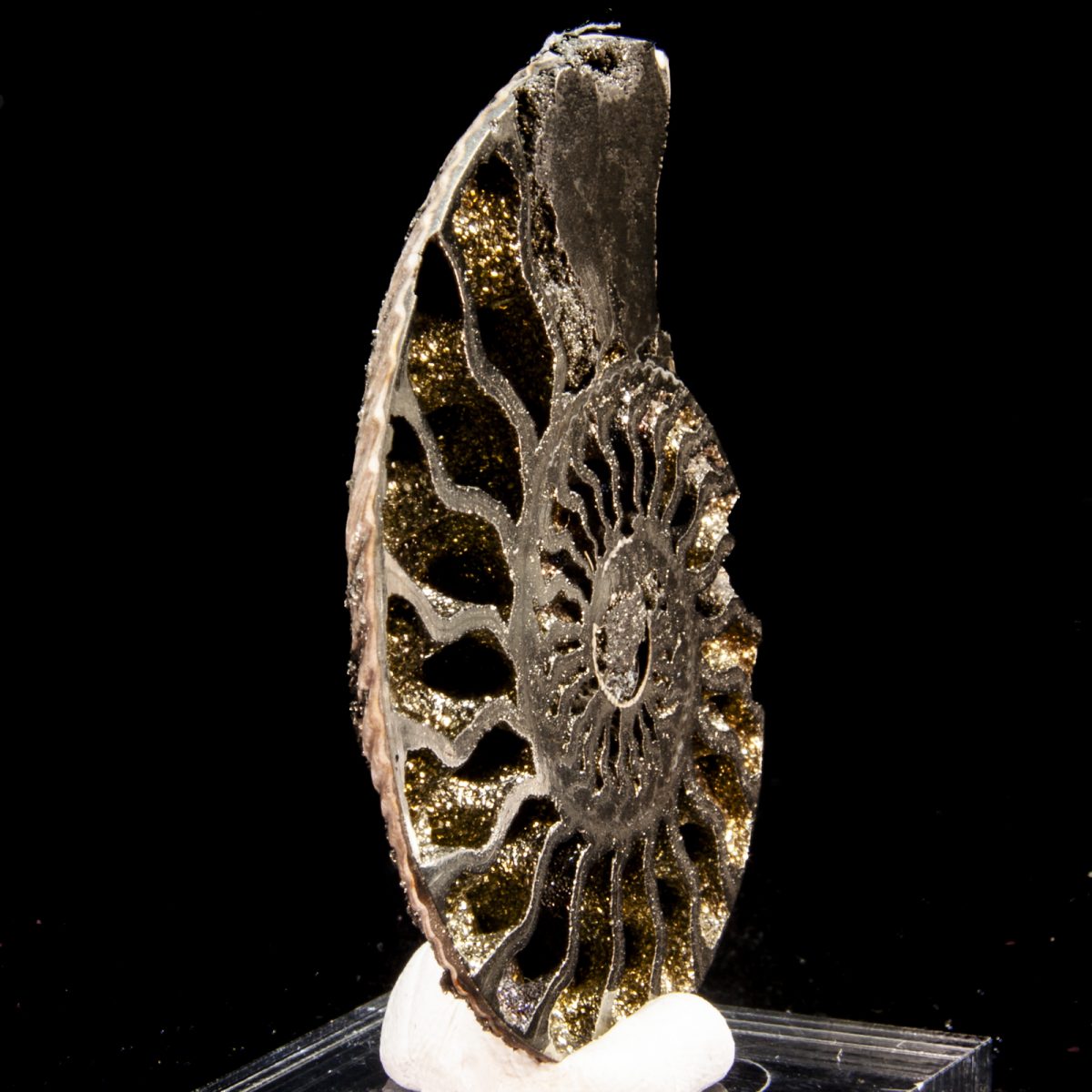 Pyritized Ammonite (Quenstedtoceras sp.)