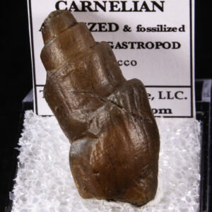 Agatized Gastropod