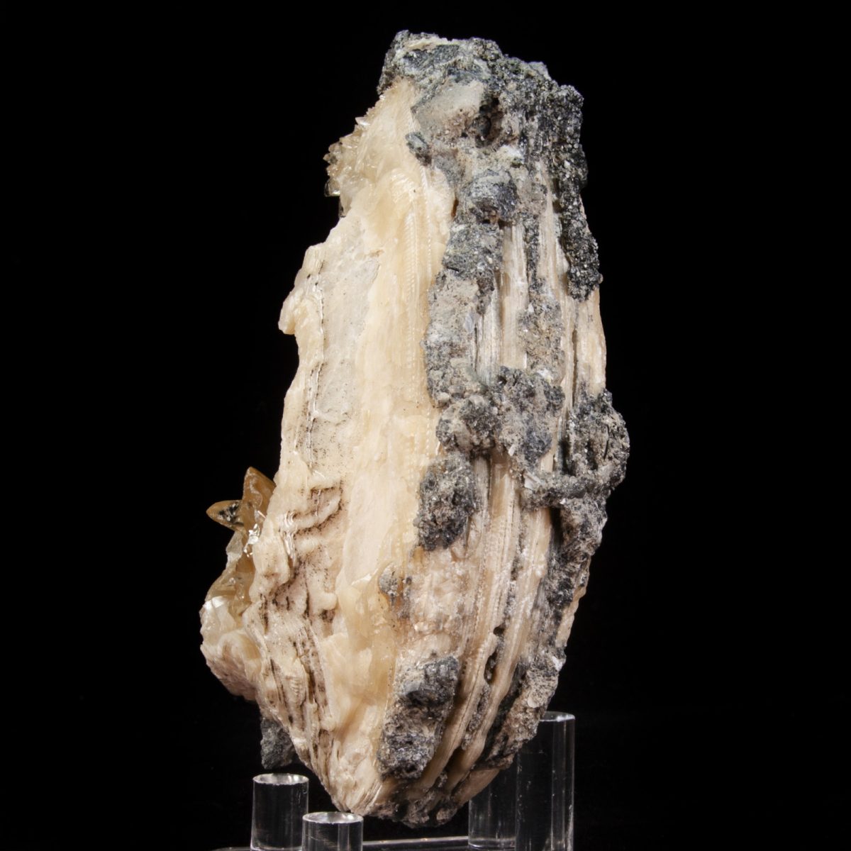 Calcite in Mercenaria Shell