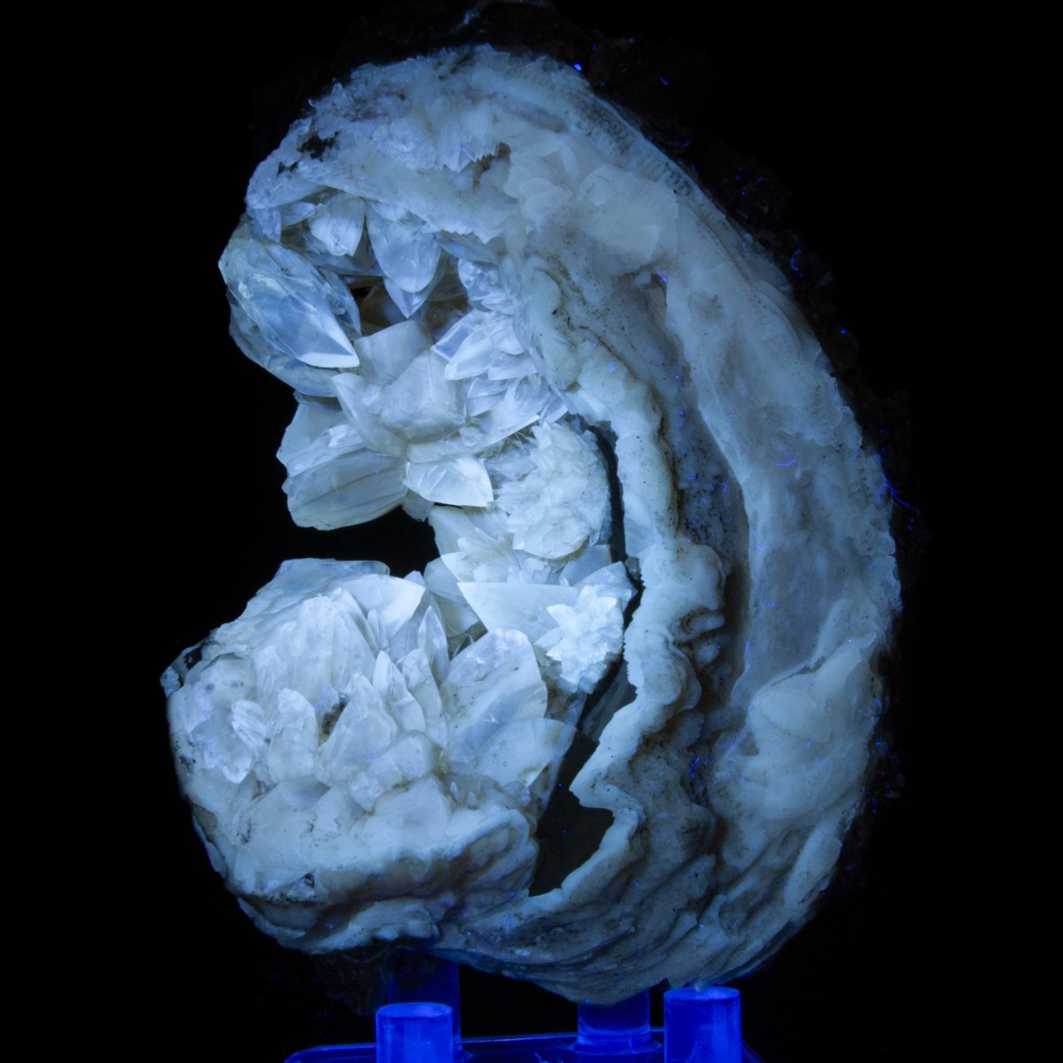 Calcite in Mercenaria Shell