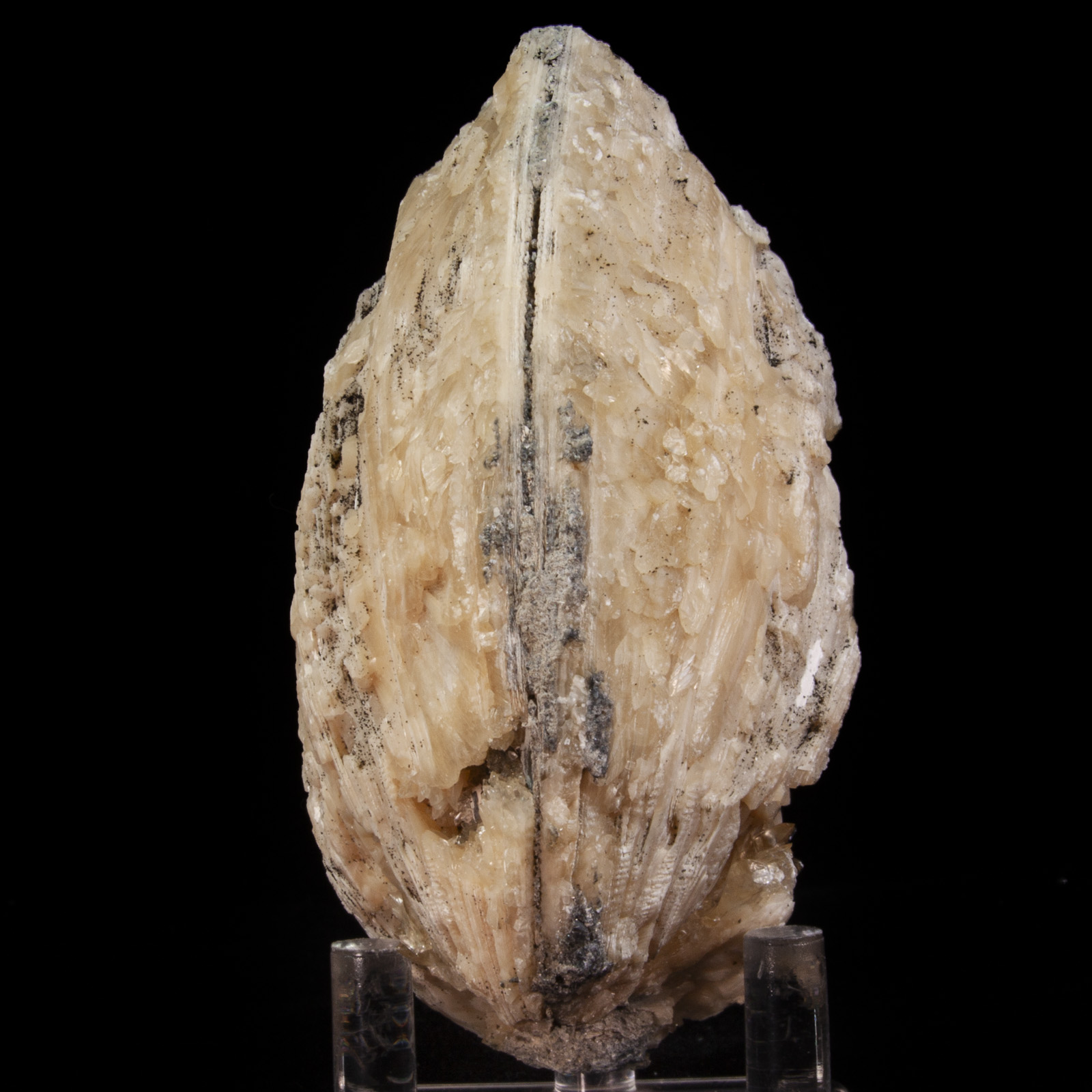 Calcite in Mercenaria Shell