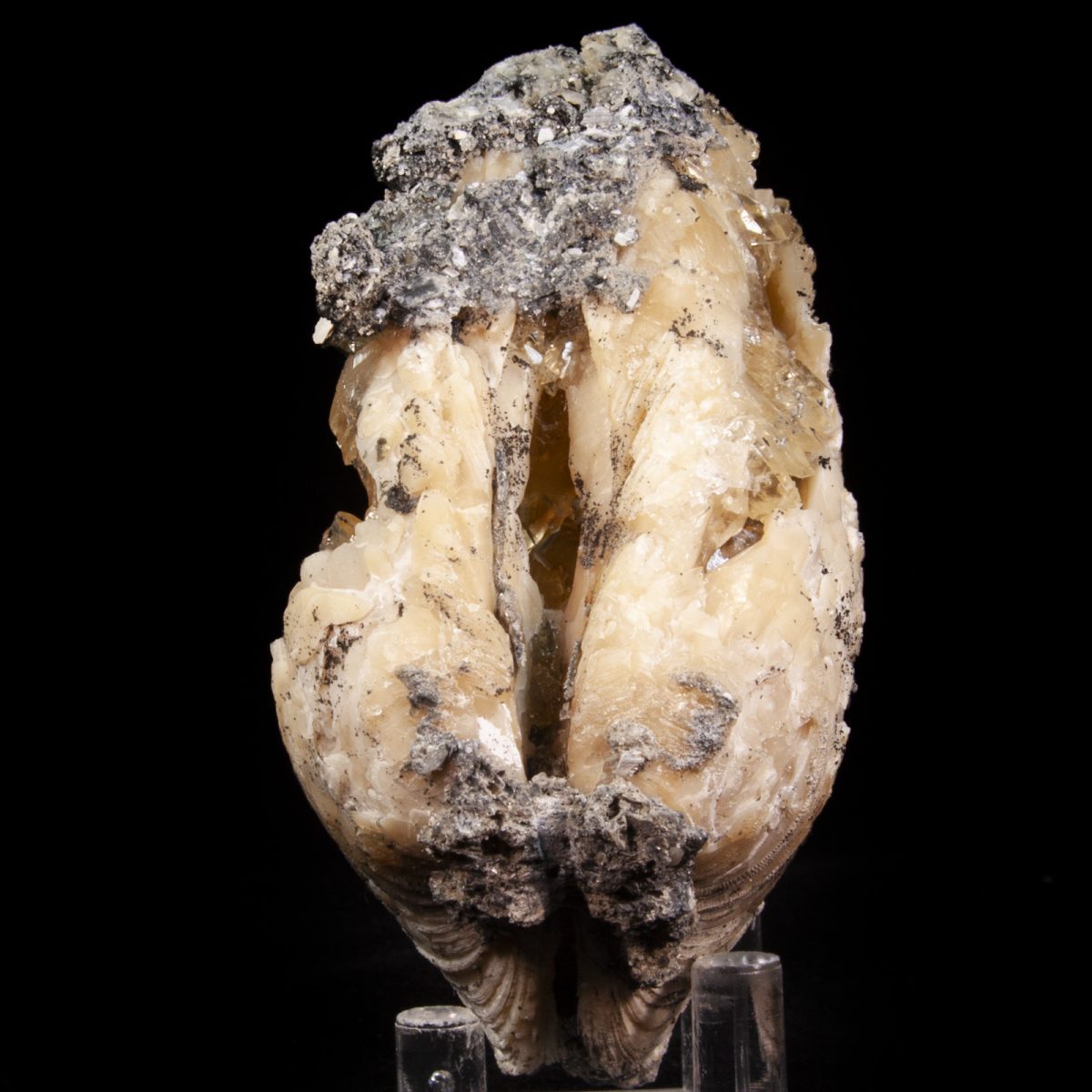 Calcite in Mercenaria Shell