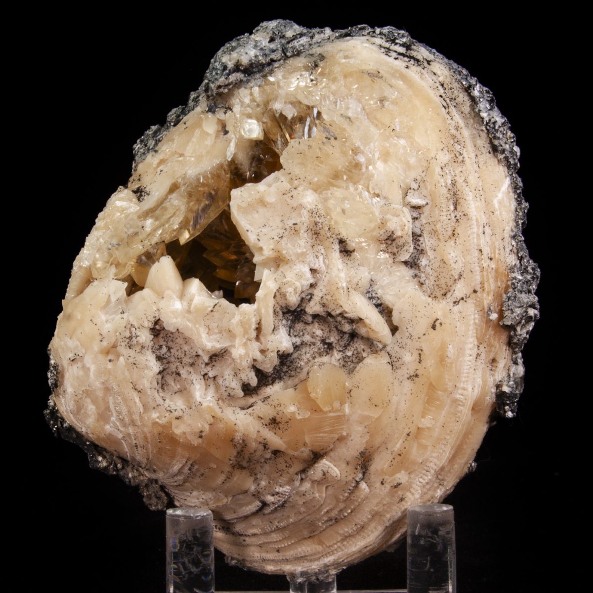 Calcite in Mercenaria Shell