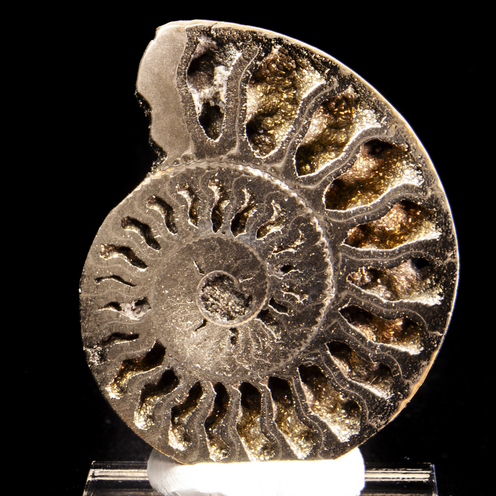 Pyritized Ammonite (Quenstedtoceras sp.)