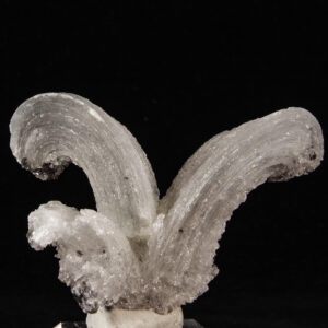 Gypsum (Selenite) Rams Horn