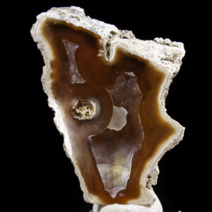 Agatized Coral