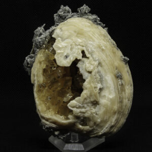 Calcite in Mercenaria (Fluorescent)